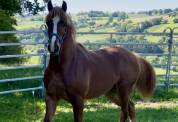 Welsh cob