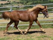 Welsh cob