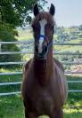 Welsh cob