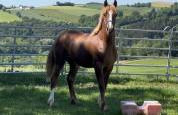 Welsh cob