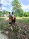 Jument Haflinger pp pour compagnie