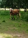 Jument Haflinger pp pour compagnie