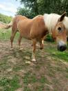 Jument Haflinger pp pour compagnie