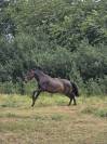 Jument pur-sang lusitanien de 4 ans 