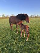 Draagmerrie Lusitano Te koop 2017 Donker bruin / bai ,  SPARTACUS CSM