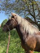 Jim-Love - Cheval &agrave; vendre 