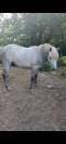 Camargue oc
