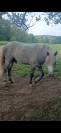 Camargue oc