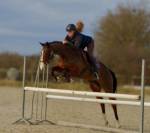 Petite jument de sport