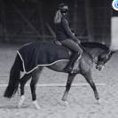Petite jument de sport