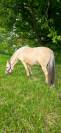 Jasper - Poney &agrave; vendre 