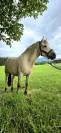 Jasper - Poney &agrave; vendre 