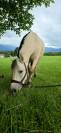 Jasper - Poney &agrave; vendre 