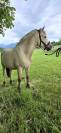 Jasper - Poney &agrave; vendre 