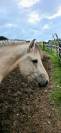 Jasper - Poney &agrave; vendre 