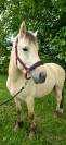 Jasper - Poney &agrave; vendre 