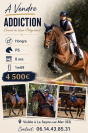 Urgent  &agrave;  vendre Gentil cheval polyvalent 