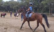 Urgent  &agrave;  vendre Gentil cheval polyvalent 