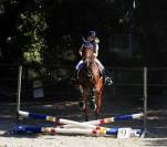 Urgent  &agrave;  vendre Gentil cheval polyvalent 