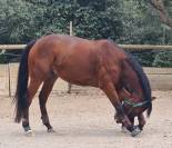 Urgent  &agrave;  vendre Gentil cheval polyvalent 
