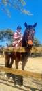 Urgent  &agrave;  vendre Gentil cheval polyvalent 