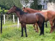 Magnifique male de 2 ans 