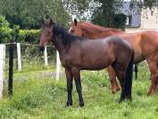Magnifique male de 2 ans 