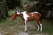 DORA - puledra incrocio paint 