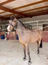 FOR SALE OR LEASE &ndash; VIB HENRY