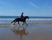 Vends jument de sport pour concours hippique
