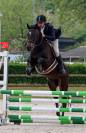 Vends jument de sport pour concours hippique