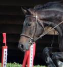 Vends jument de sport pour concours hippique