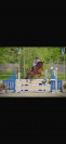 Cheval CSO