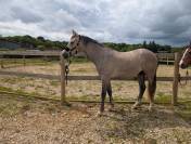 2 ans Selle fran&ccedil;ais x Poney dressage allemand