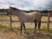 2 ans Selle fran&ccedil;ais x Poney dressage allemand