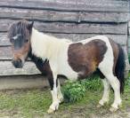 Shetland male 2 ans
