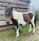 Shetland male 2 ans