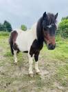 Shetland male 2 ans