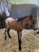 Jument shetland avec sa pouliche 