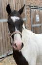 Poney pie 3 ans 