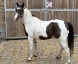 Poney pie 3 ans 