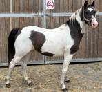 Poney pie 3 ans 