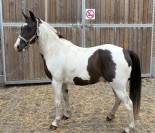 Poney pie 3 ans 
