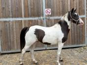 Poney pie 3 ans 