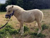 Mini shetland Etalon 