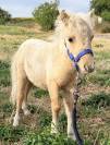 Mini shetland Etalon 