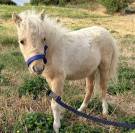 Mini shetland Etalon 