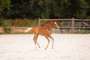 Intero Welsh Part Bred In vendita 2026 Sauro