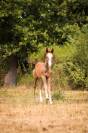 Intero Welsh Part Bred In vendita 2026 Sauro