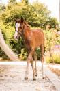 Intero Welsh Part Bred In vendita 2026 Sauro